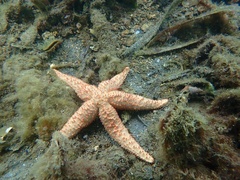 Uniophora