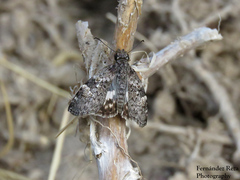 Chiomara georgina pelagica