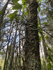 Dendrobium teretifolium