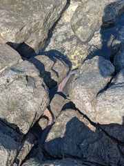 Gymnothorax pictus