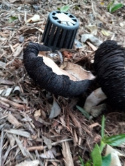 Coprinus calyptratus