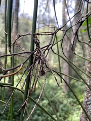 Dendrobium teretifolium