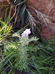 Clematis villosa