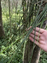 Dendrobium teretifolium