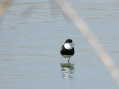 Erythrogonys cinctus