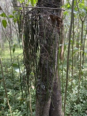 Dendrobium teretifolium