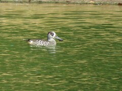 Malacorhynchus membranaceus