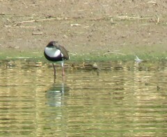 Erythrogonys cinctus