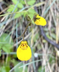 Calceolaria biflora