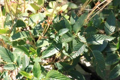 Rubus fraxinifolius