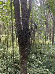Dendrobium teretifolium