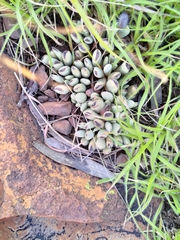 Adromischus umbraticola