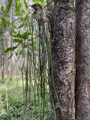 Dendrobium teretifolium