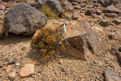 Dracophyllum recurvum