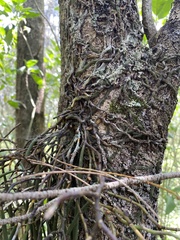 Dendrobium teretifolium