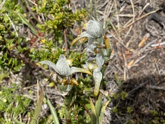 Chloraea magellanica
