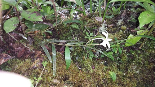 Angraecum melanostictum image