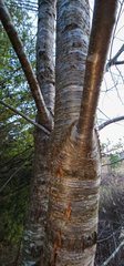 Prunus avium