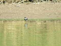 Erythrogonys cinctus