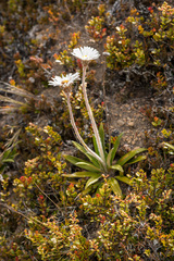 Celmisia spectabilis spectabilis