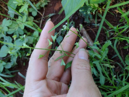 Capsella bursa-pastoris observed 2022-12-27