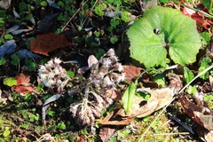 Petasites formosanus