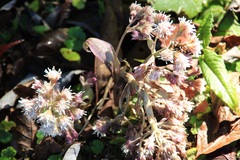 Petasites formosanus