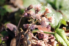 Petasites formosanus
