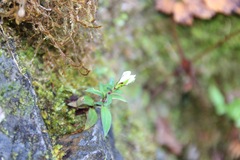 Gentiana flavomaculata
