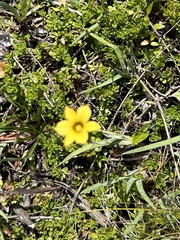 Iridaceae