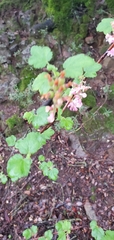 Ribes malvaceum