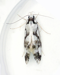 Machetis aphrobola