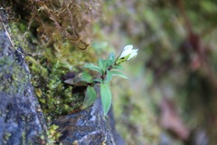 Gentiana flavomaculata