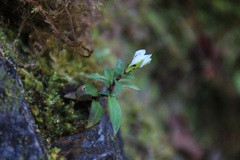 Gentiana flavomaculata