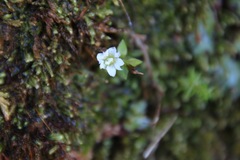 Gentiana flavomaculata