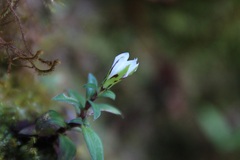 Gentiana flavomaculata