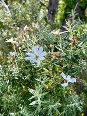 Chiliotrichum diffusum