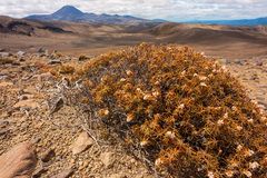 Dracophyllum recurvum