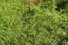 Digitaria insularis