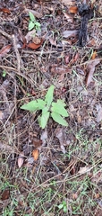 Salvia spathacea