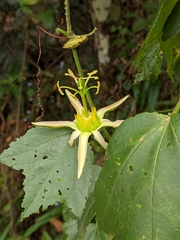 Passiflora herbertiana herbertiana