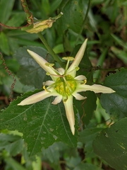 Passiflora herbertiana herbertiana