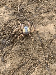 Mictyris longicarpus