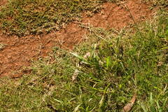 Urochloa plantaginea