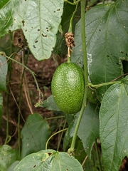 Passiflora herbertiana herbertiana