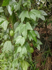 Passiflora herbertiana herbertiana