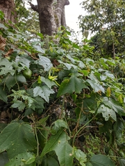 Passiflora herbertiana herbertiana