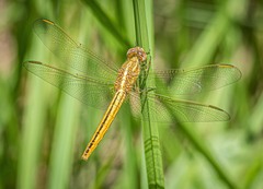 Crocothemis nigrifrons