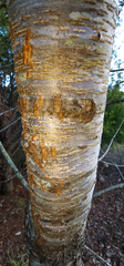 Prunus avium
