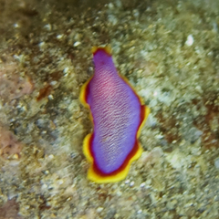 Pseudoceros ferrugineus